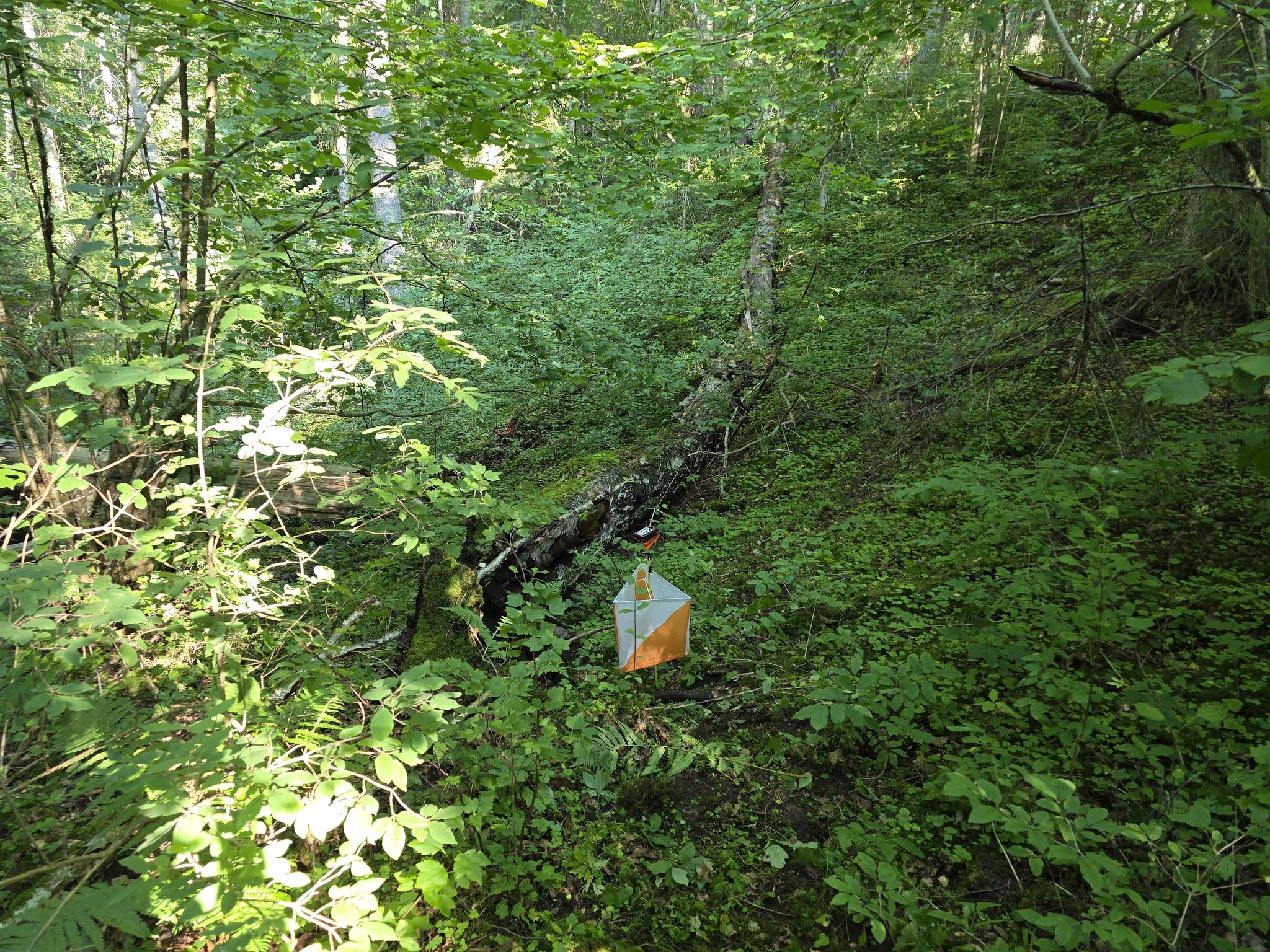 Nejapäevak Kloostrimetsa